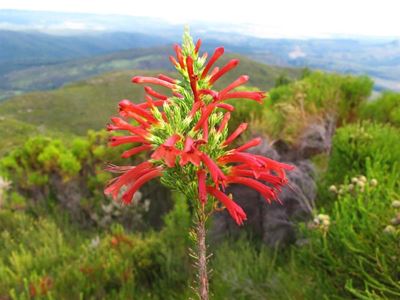 World Heritage status for South Cape?